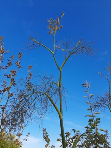 Foeniculum vulgare bronze